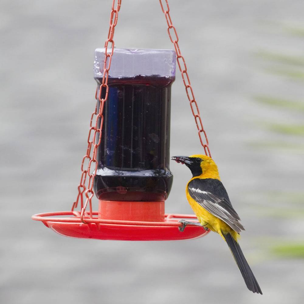 Perky-Pet Oriole Jelly Hanging Bird Feeder - 32 oz. Capacity
