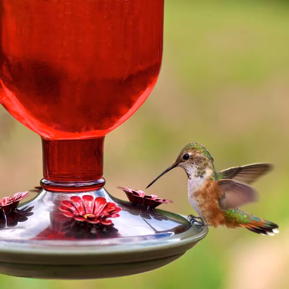 Perky-Pet Red Antique Decorative Glass Hummingbird Feeder - 16 oz. Capacity